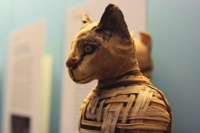 Из Турции кошки начали распространяться в другие части света - 4400 лет до нашей эры
